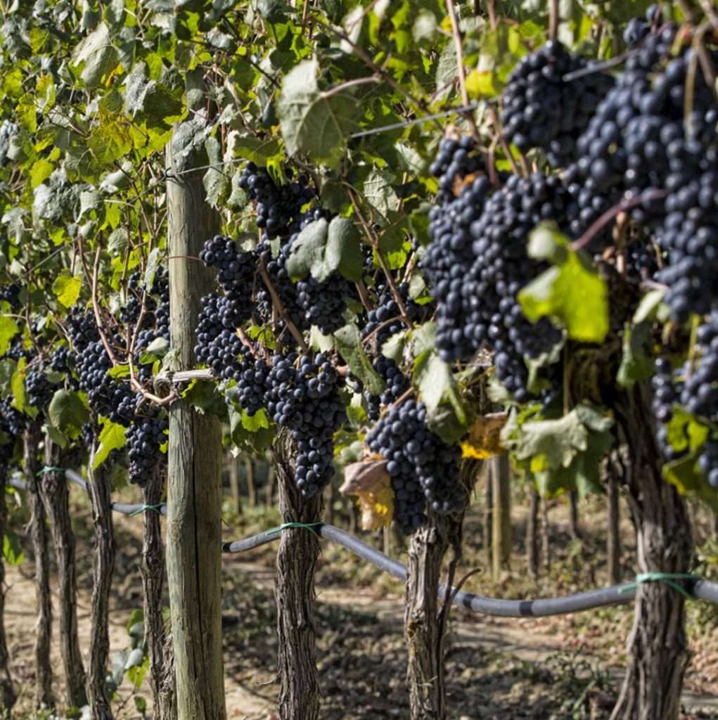 vitigni Montecucco